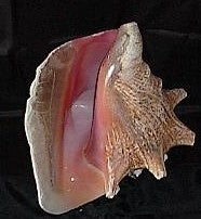 Cobo Shell Cobo Shell - Caracol de cobo | Nelstar Services