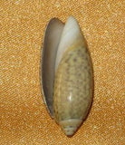 Irbo Shell