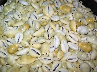 Crowier Shell hand (21 shell) -Mano de Caracoles (21 caracoles)