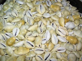 Crowier Shell hand (21 shell) -Mano de Caracoles (21 caracoles)