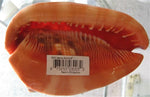 Ear Tiger Shell- Caracol de Oreja Grande