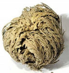 Jericho Flower 6 pack- Flor de Jerico paquete de 6