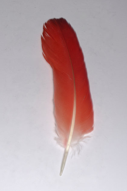 Pluma de Loro bolsa de 20- Ikodidé Bag of 20