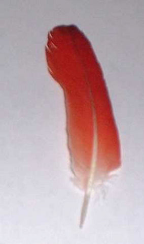 Pluma de Loro Grande- African Parrot Feather large
